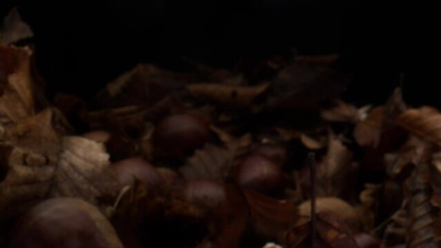 Chestnuts fruit and autumn leaves isolated on dark background, motion forward