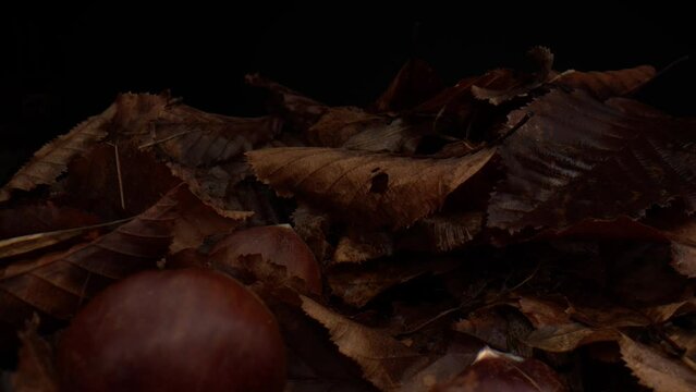 Raw chestnuts and fallen autumn leaves isolated on black background, motion backward