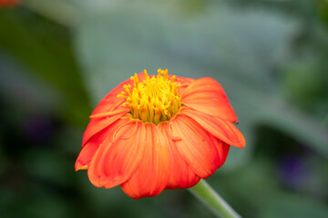 orange flower with water drops