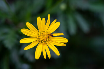 little yellow flower with a insect and bokeh background