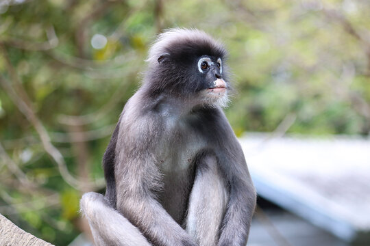 Cute adult male dusky leaf monkey (Trachypithecus obscurus) close up.