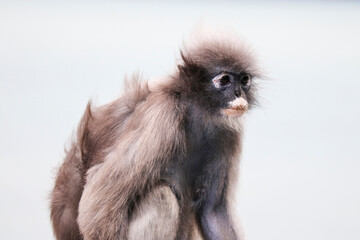 Portrait of a cute elderly dusky leaf monkey (Trachypithecus obscurus).