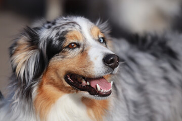 Happy border collie dog