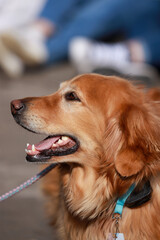 Happy  golden retriever dog