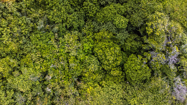 Salin&oacute;polis Atalaia Salinas Par&aacute; Praia Cidade Litoral Amazonia Ruas Estrada F&eacute;rias Feriado Viajar Viagem Paraense Salinopolis Para Paisagem Litoranea A&eacute;rea Drone &Ocirc;nibus Carro Ver&atilde;o Veraneio