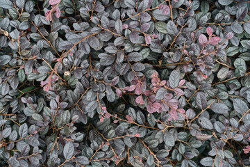 Beautiful nature background with tropical green leaves pattern