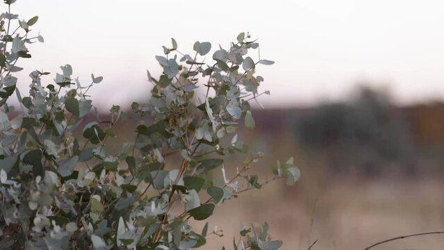 Outback Australia series Pilbara region plants and flowers 4K