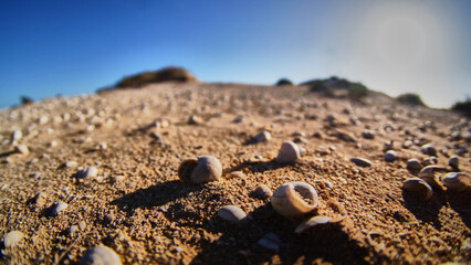 Caracoles en la arena