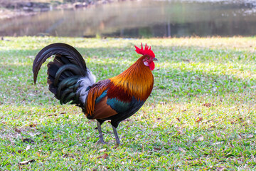 Beautiful Rooster,Rooster bantam colorful standing on the green lawn
