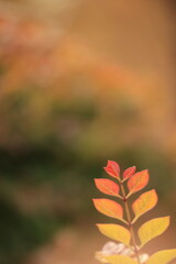 美しく紅葉した葉っぱ