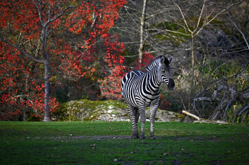 zebra in the zoo