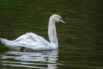 A graceful white swan swimming on a lake with dark water. The white swan is reflected in the water
