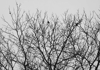 Black and White Small Blackbirds Perched in Branches