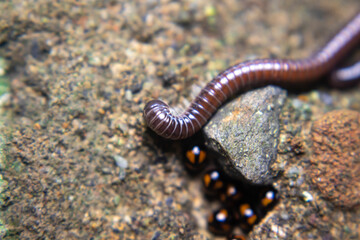 Small millipede crawling on soil, showing its segmented body and tiny legs in motion. Captured in...