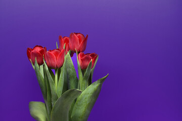 Bouquet of red tulips with green leaves on a violet