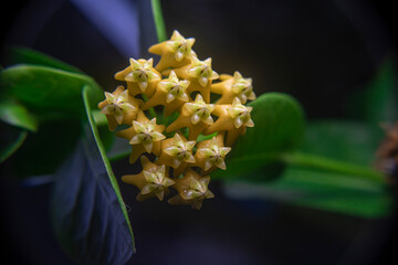Yellow Hoya Orchid flowers are star-shaped and fragrant