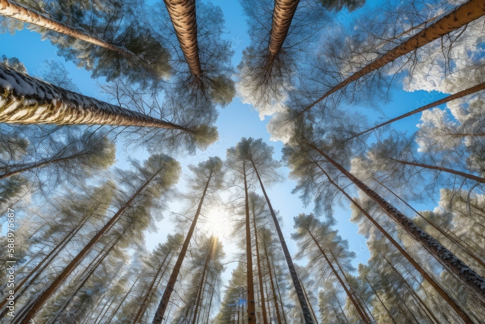 Poster dense forest with tall trees towering over the landscape. generative ai