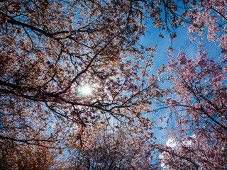 桜の花の間から差し込む太陽