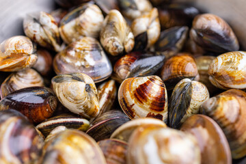 Fresh raw uncooked clam for hot pot