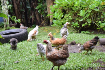Gallinas reunidas