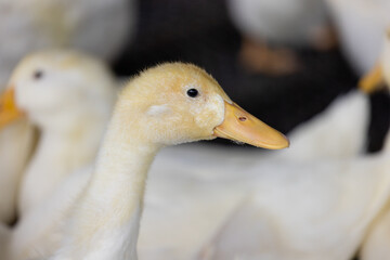 Lots of duck in local farm in Taiwan