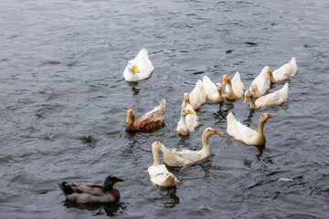 Duck in local farm of Taiwan