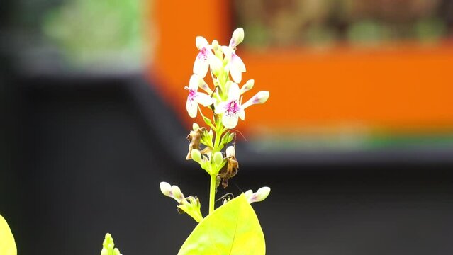 Pseuderanthemum Reticulatum (Japanese jasmine, melati jepang) with a natural background