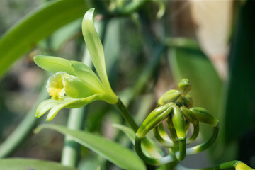 Obraz premium Close-up of Vanilla flowers beginning to bloom in the morning on plantation, Vanilla fargrans (Salish)