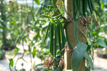 Obraz premium Vanilla bud that grows into a Vanilla flower and Vanilla flowers wither after pollination and grow into pods, Vanilla fargrans (Salish) Ames