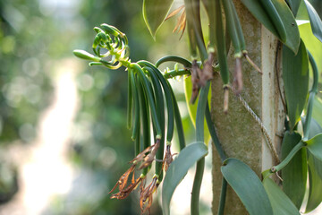 The buds will grow into Vanilla flowers and Vanilla flowers wither after pollination and grow into...