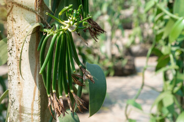 Vanilla flowers wither after pollination and grow into vanilla pods, Vanilla fargrans (Salish) Ames