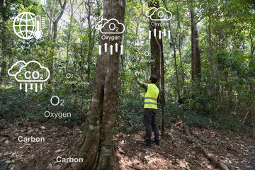 Field ecologist taking measures carbon in forests and track greenhouse gas emissions for monitoring...