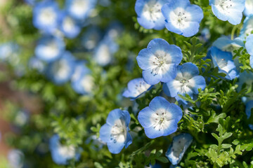 春を代表する青い花：ネモフィラの花のクローズアップ