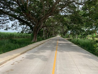 Túnel de arboles en carretera