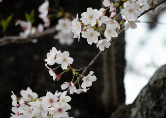 Cherry Blossoms cherry tree flower