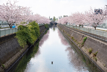 Cherry Blossoms cherry tree flower