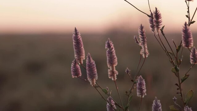 Outback Australia series Pilbara region plants and flowers 4K