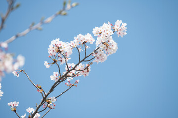 cherry tree  Cherry Blossoms flower