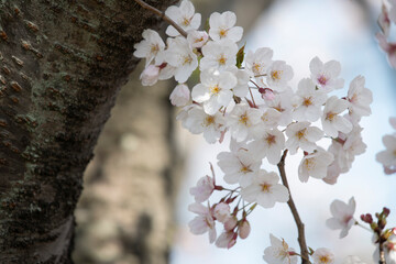 Cherry Blossoms cherry tree flower