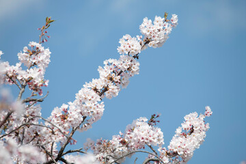 cherry tree  Cherry Blossoms flower