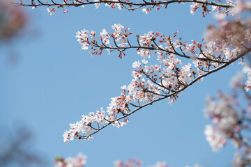 Cherry Blossoms cherry tree flower