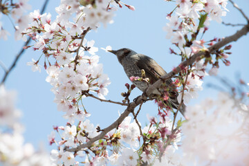 cherry tree  Cherry Blossoms flower