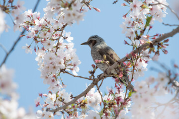 Cherry Blossoms cherry tree flower