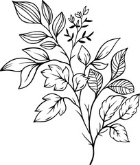 botanical leaf arrangement outline