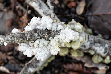Original white mushrooms on a tree trunk in the forest
