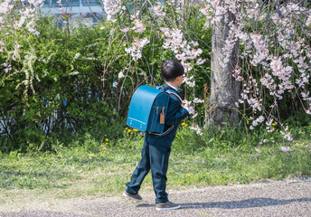 真新しい青いランドセルを背負って歩く新一年生の男の子