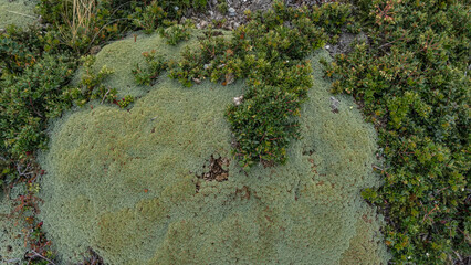 An amazing plant  of South America yareta -Azorella compacta, is a hemispherical bush with tightly pressed leaves covered with wax. Top view. Argentina. 