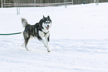 Naklejka premium Sled dog Siberian Husky runs along a snowy road in a forest area.