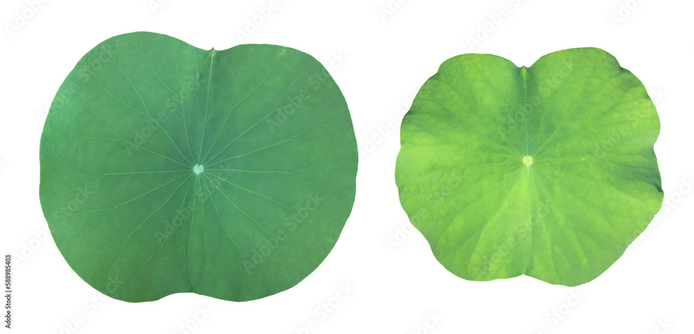 Canvas Prints isolated fresh and green lotus or waterlily leaf with clipping paths.