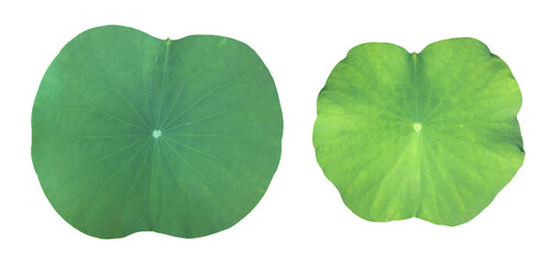 Isolated fresh and green lotus or waterlily leaf with clipping paths.